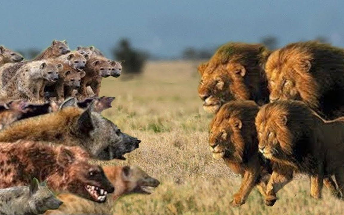 狮子vs鬣狗你死我活的战斗!鬣狗狮子互相攻击!大混战