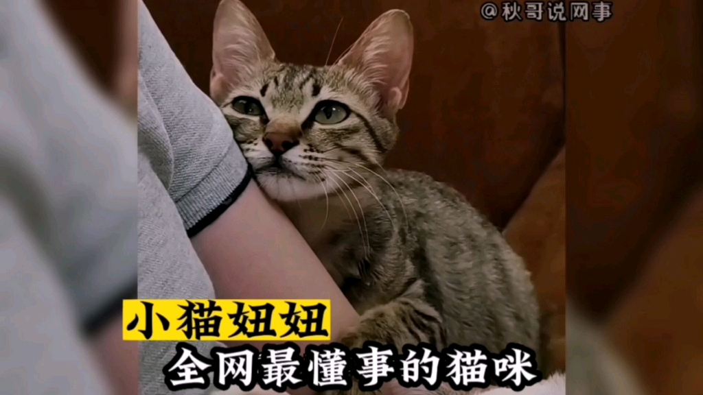 [图]小猫妞妞：被人类救赎后，自卑又敏感的猫咪，懂事的样子令网友心疼