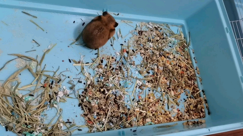给仓鼠收拾一下笼子吧