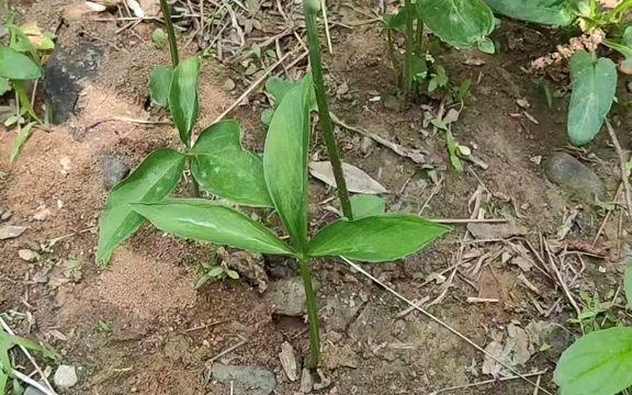 【植物科普】半夏:天南星科半夏属植物.哔哩哔哩bilibili