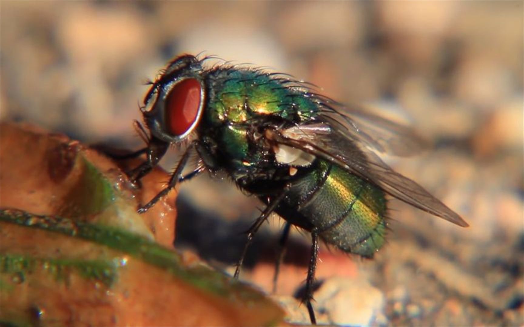 苍蝇的生存环境那么脏,却不会得病,原因很简单