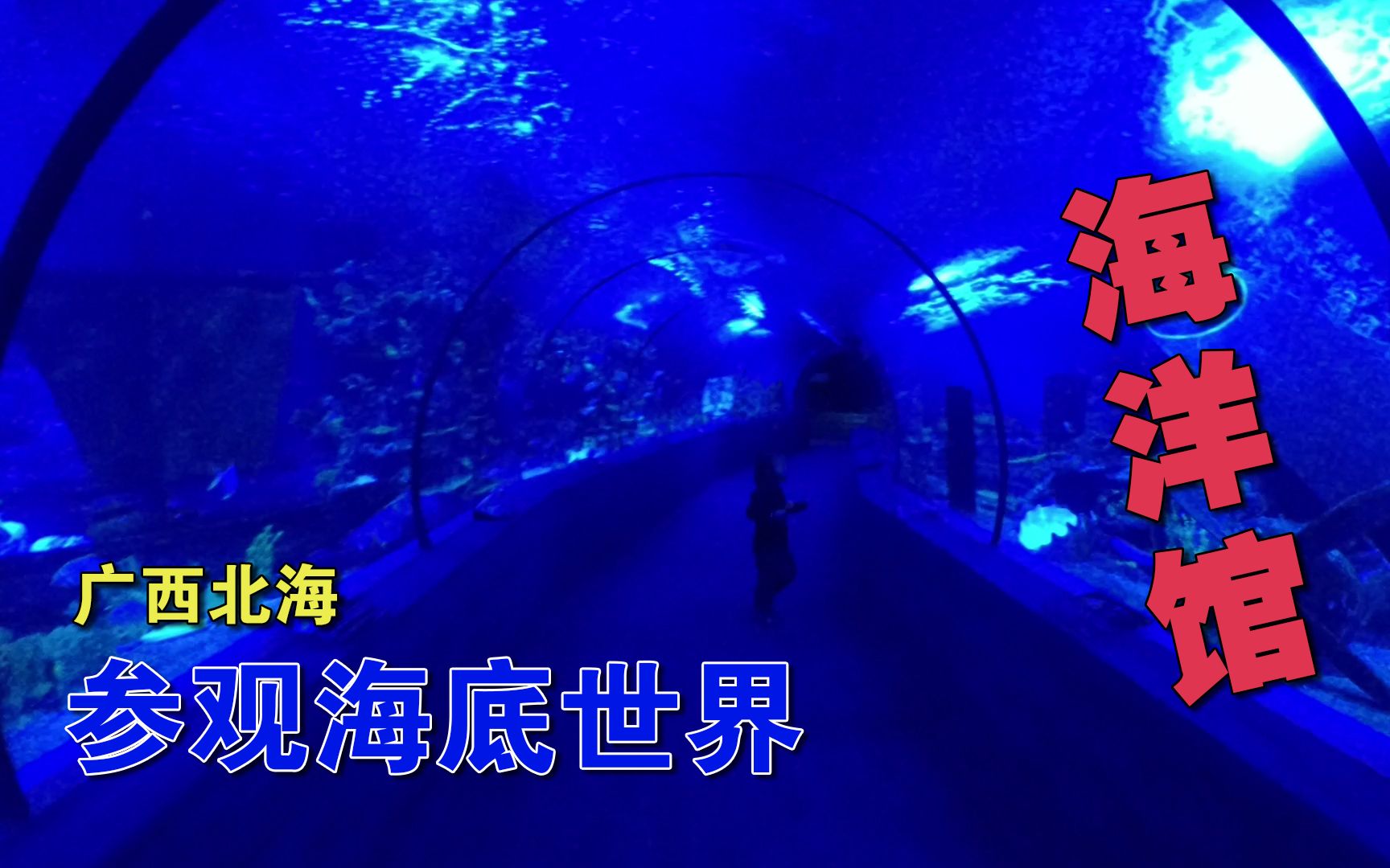 广西北海 参观海底世界海洋馆 丰富的海底生物 眼花缭乱哔哩哔哩bilibili