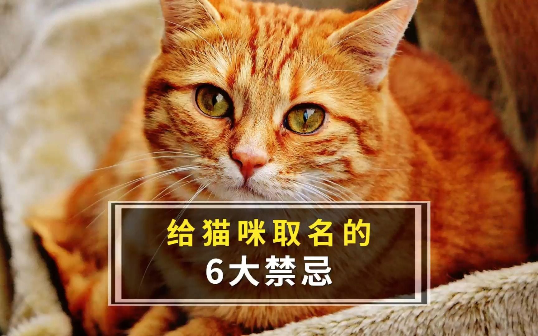 给猫咪取名的6大禁忌哔哩哔哩bilibili