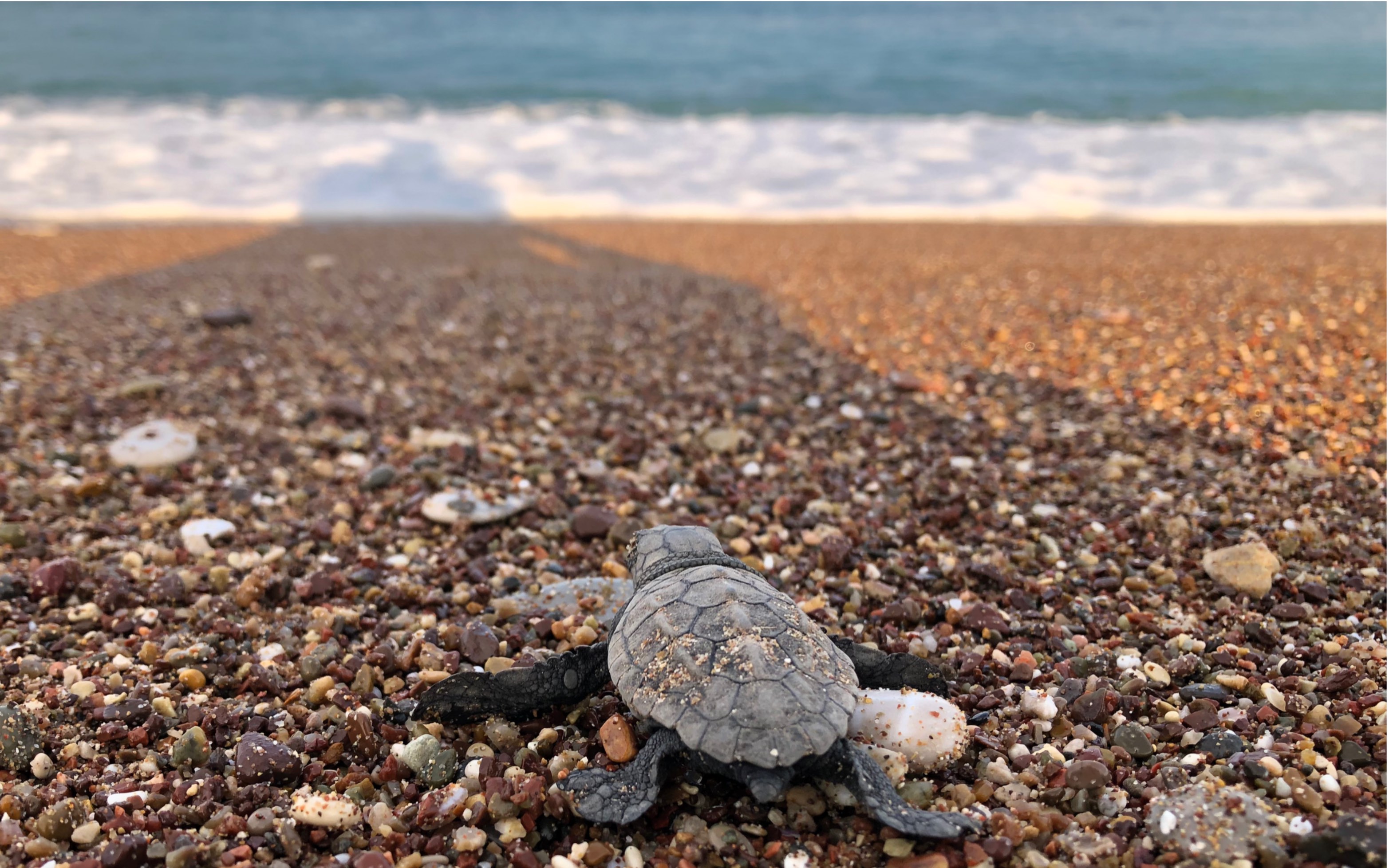 野生小海龟 沙滩孵化现场-竞速赛_哔哩哔哩_bilibili