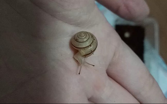 【米氏库页蜗牛】～(~▽~～)~看我爱的魔力转圈圈_哔哩哔哩_bilibili