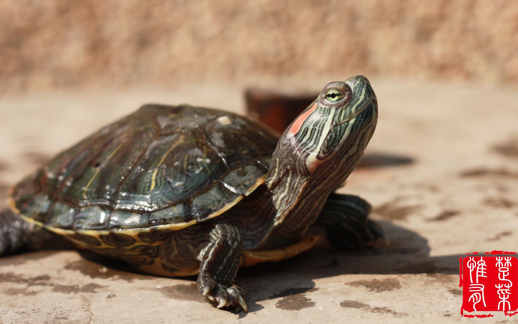 千年王八万年龟你吃鳖来我吃龟厨师长教你烧乌龟长寿美食