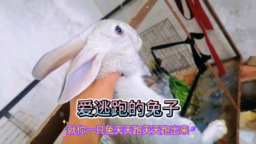 天天天天兔费的简单介绍