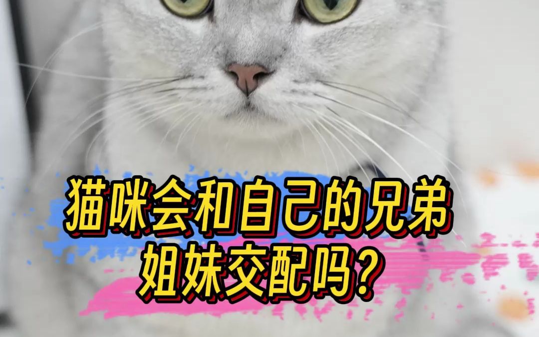 猫咪会和自己的兄弟姐妹交配吗?哔哩哔哩bilibili