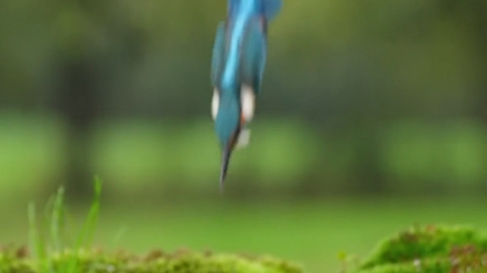 翠鸟抓鱼瞬间