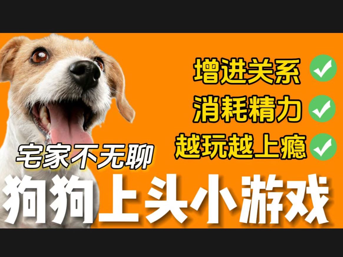 [图]新手必看！幼犬必玩的3个游戏！