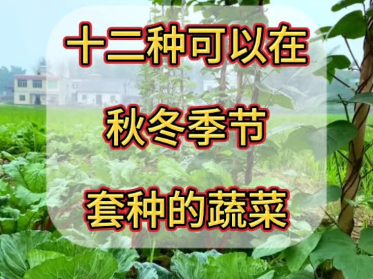 十二种可以在秋冬季节套种的蔬菜哔哩哔哩bilibili