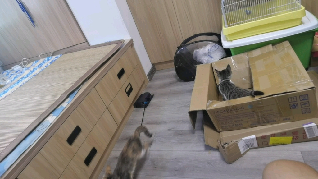 猫场2