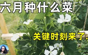 下载视频: 六月种什么菜，农忙最关键的时候到了