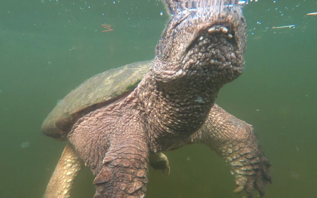 油管搬运工拟鳄龟的水下生活看他那粗壮的大尾巴