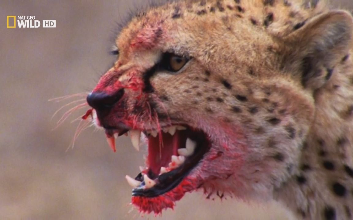 世界致命动物纪录片图片