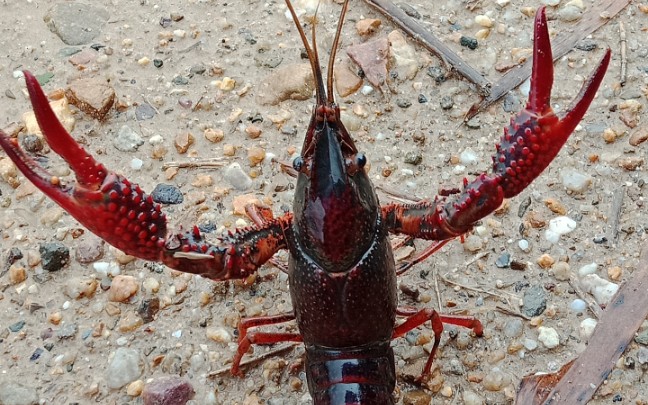 小龙虾河里的野生小龙虾