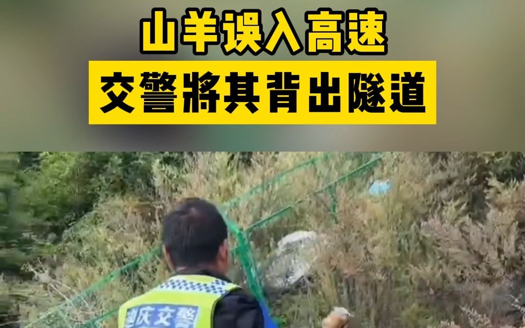 迷途小羊误入高速公路,被警察叔叔送回家哔哩哔哩bilibili