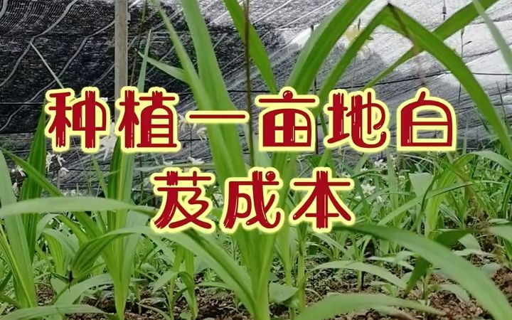 【新农人】白芨种植种植一亩地白芨的成本.哔哩哔哩bilibili