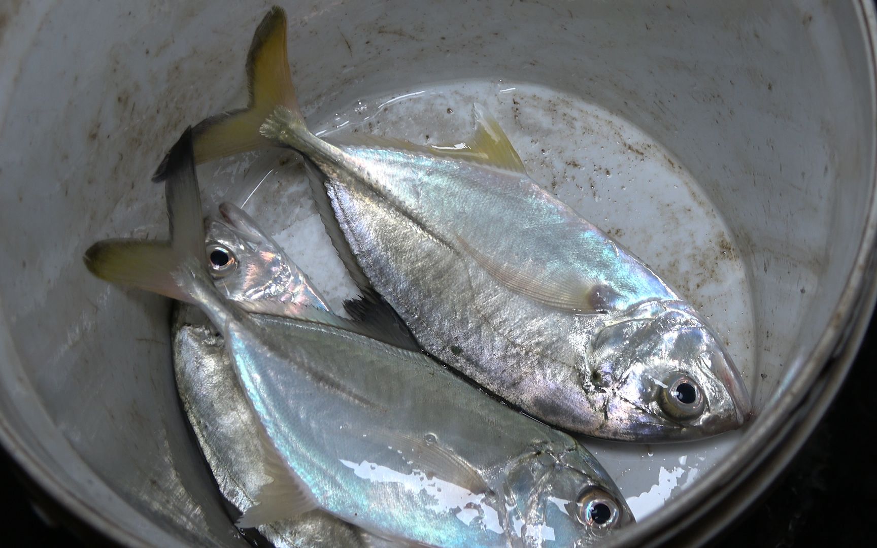 大梅赶海被老公抢了c位,随便就能捞到黄尾鱼,回家做吃的馋他!