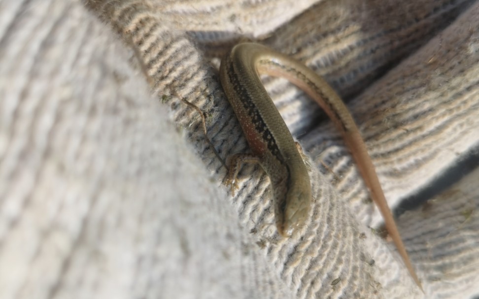 幼体中华石龙子