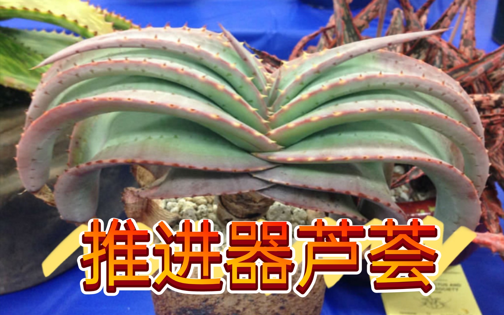 第500期:如同展开的书籍一般,聊聊推进器芦荟Aloe suprafoliata哔哩哔哩bilibili