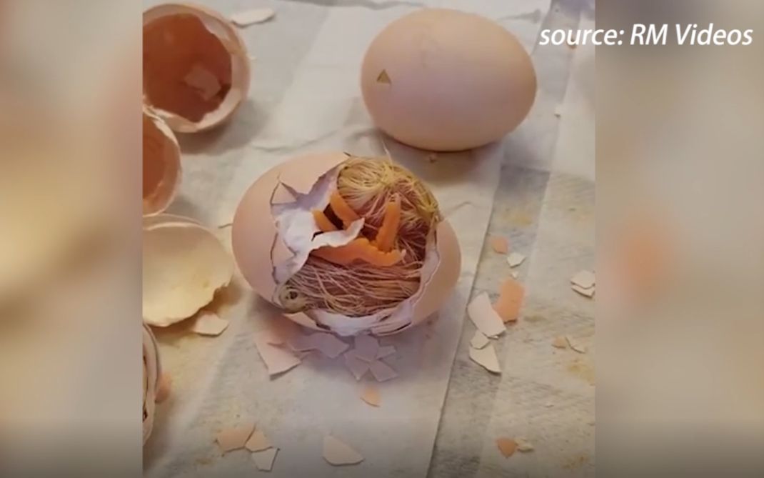 一群萌萌的小朋友围观小鸡破壳,加油打气还唱起了生日歌,好可爱