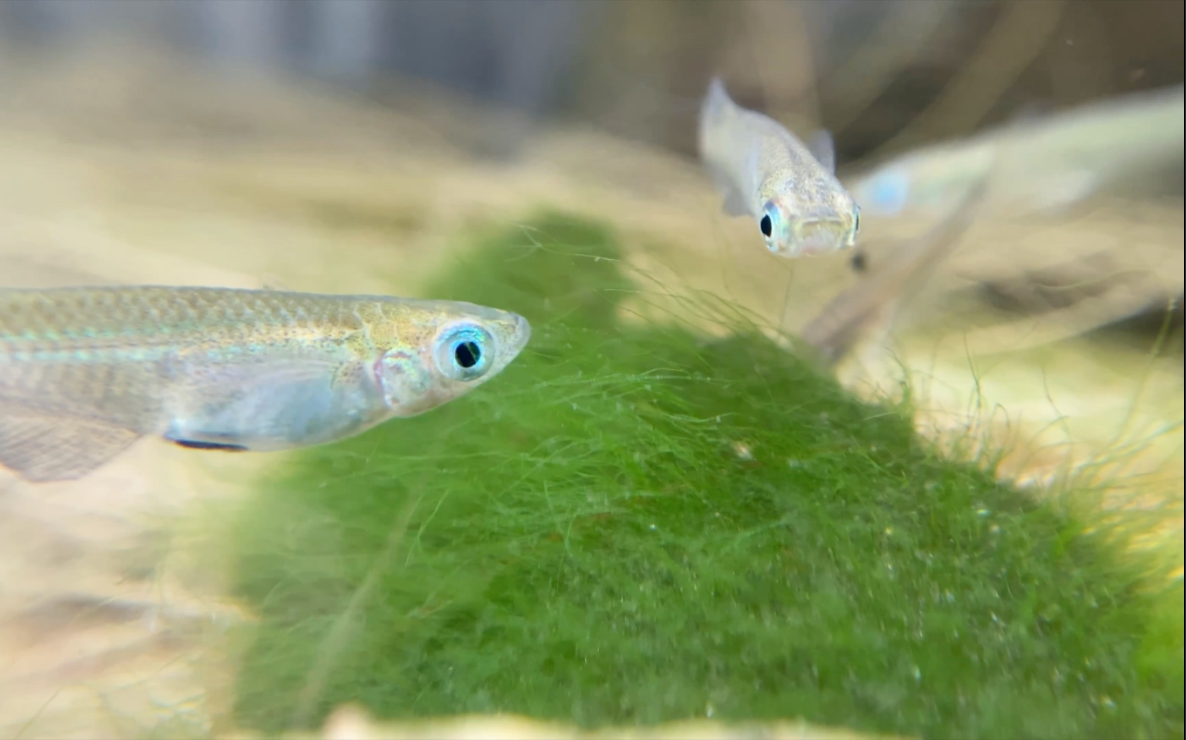 青鳉鱼的绿藻大餐