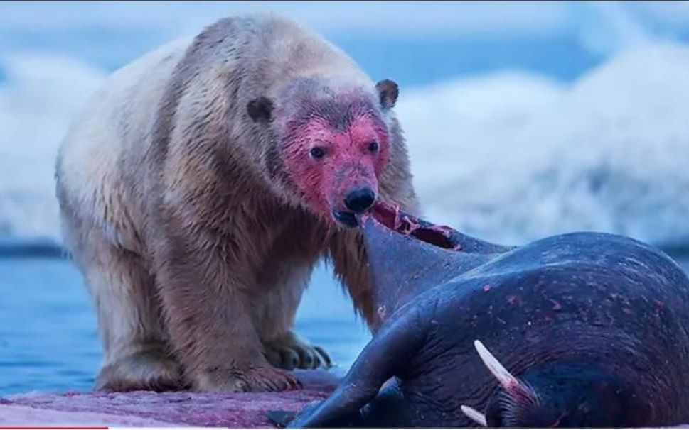 北极熊……北极最致命的野兽,当遇到庞大的海象!会发生什么?