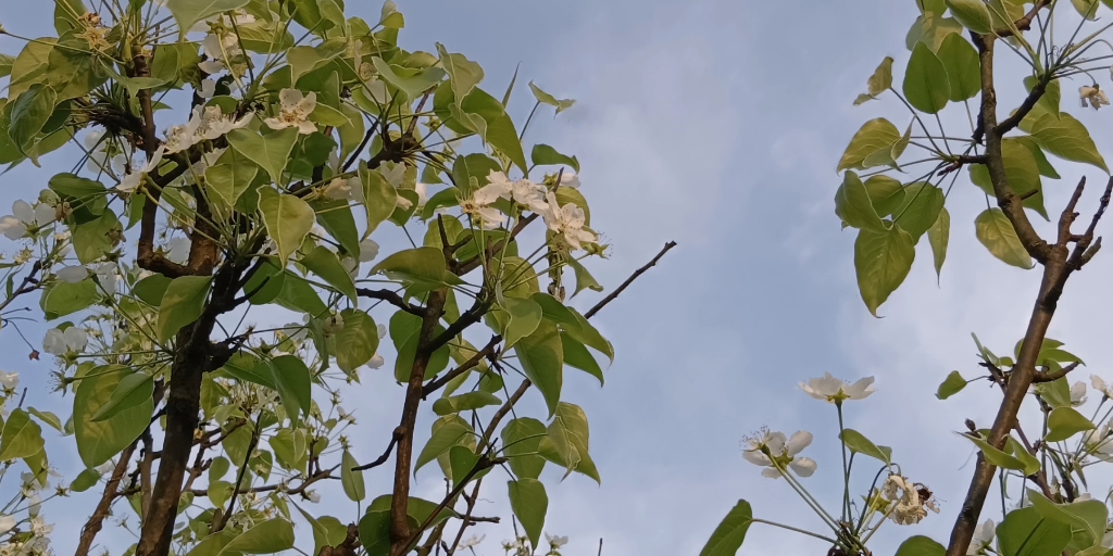 [图]春日里的小野花