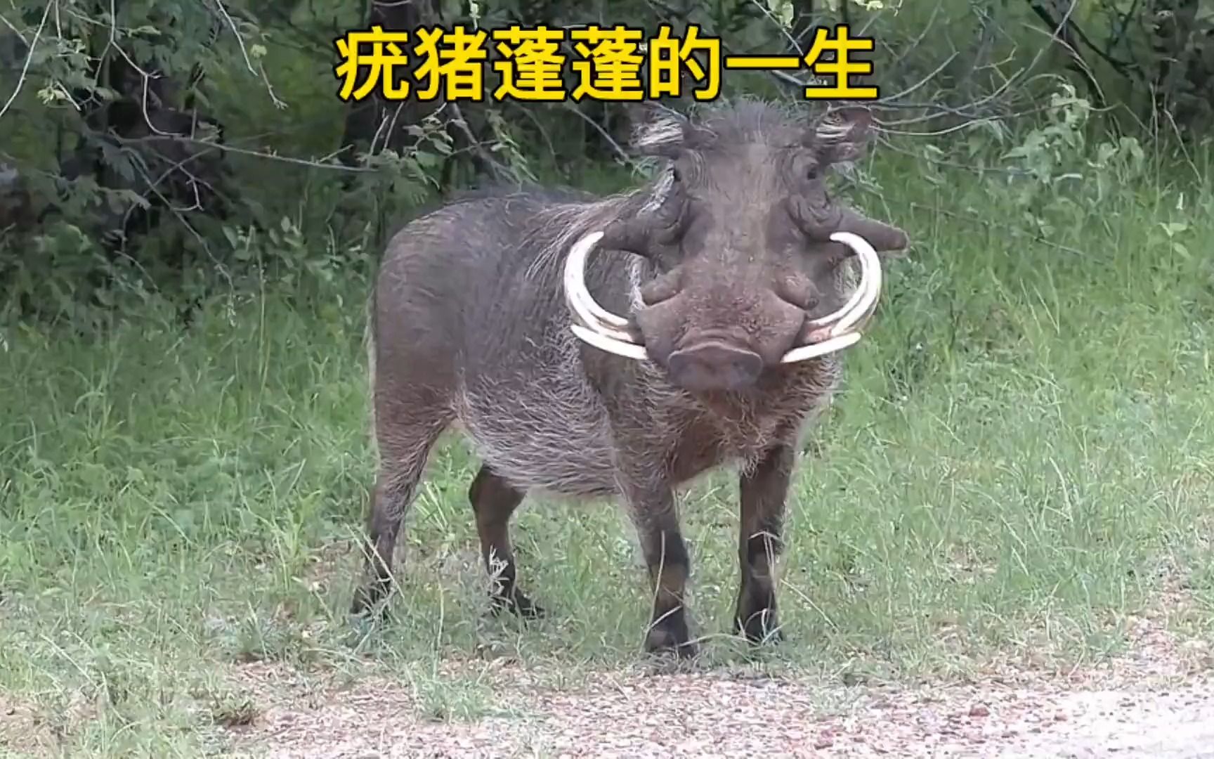 [图]疣猪的一生可谓遍地荆棘，能在非洲大草原没被嘎荔枝实在太不容易