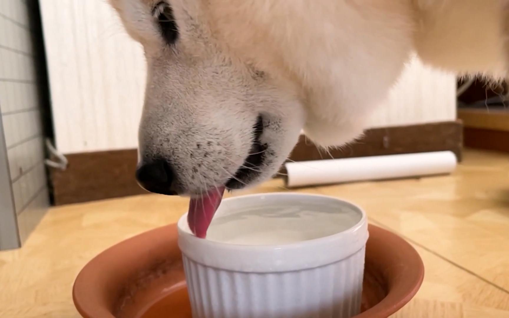 慢镜头下欣赏柴犬喝水