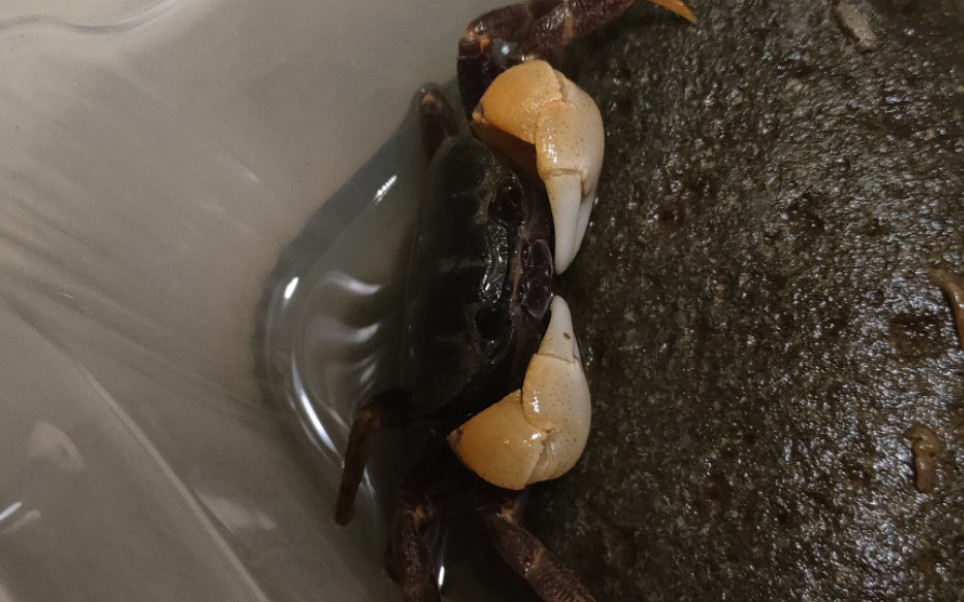 黑白图氏蟹,趁我不注意偷偷蜕壳了,刚蜕完壳背甲绿绿的