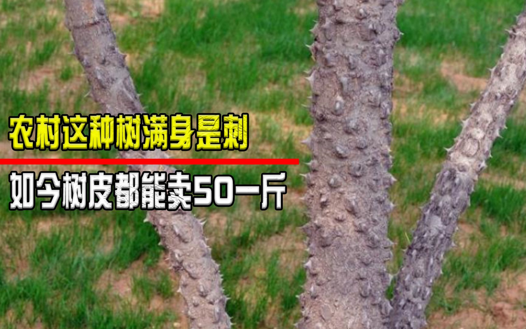 这种树浑身带刺惹人厌,过去常被当柴烧,如今50一斤都有人抢!哔哩哔哩bilibili