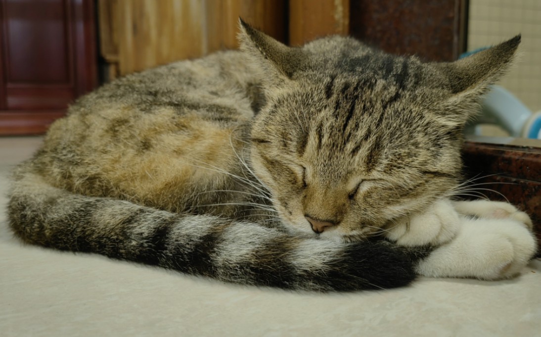 普通家用生物猫