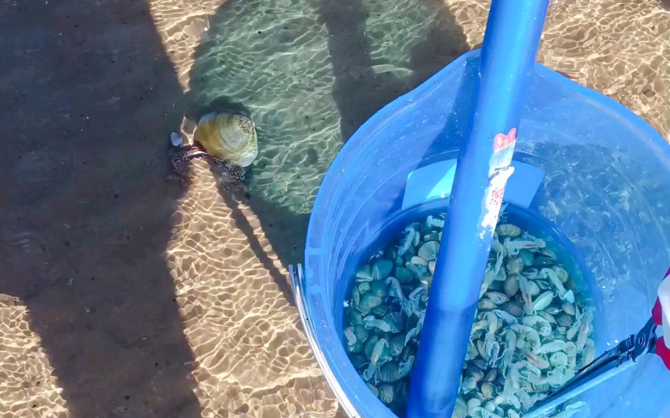 秦皇岛赶海小分队带您出征浅水湾赶海大作战,带上赶海用具,没有的找我