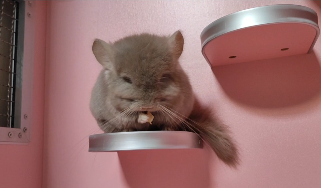 咖啡色的龙猫,很漂亮的颜色,呆萌的样子像个毛绒玩具吧?