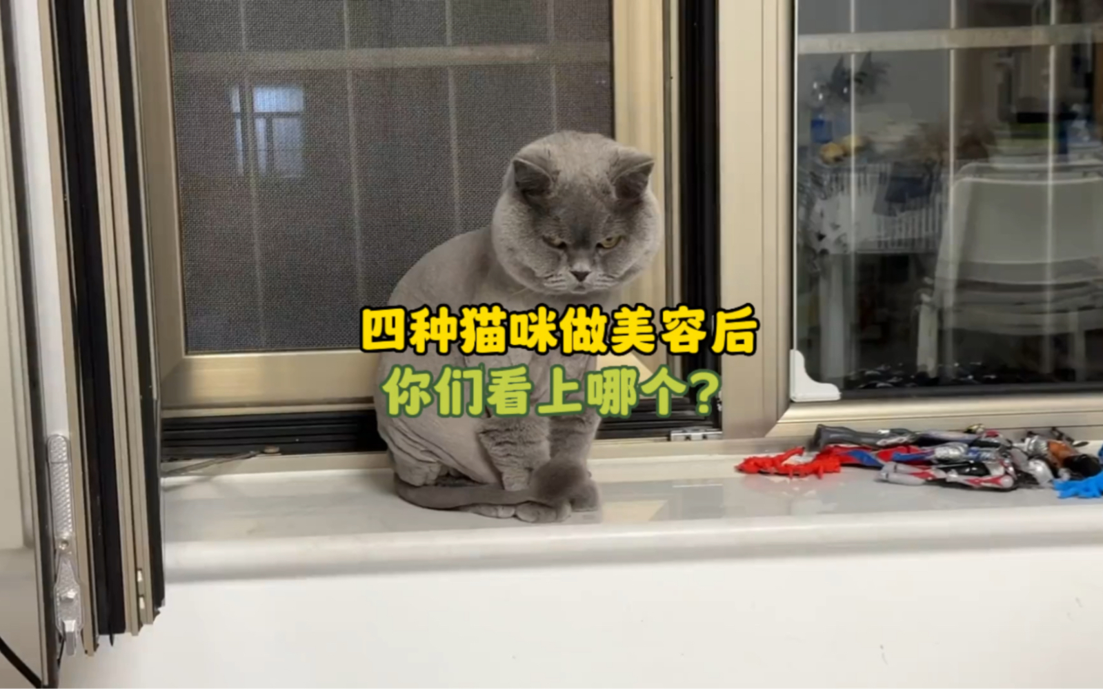 宠物君:四种猫剃完毛长什么样子,你们喜欢哪一个?哔哩哔哩bilibili