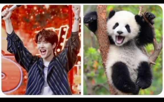世界奇奇怪怪一博可可爱爱#王一博和熊猫谁更可爱呢989898