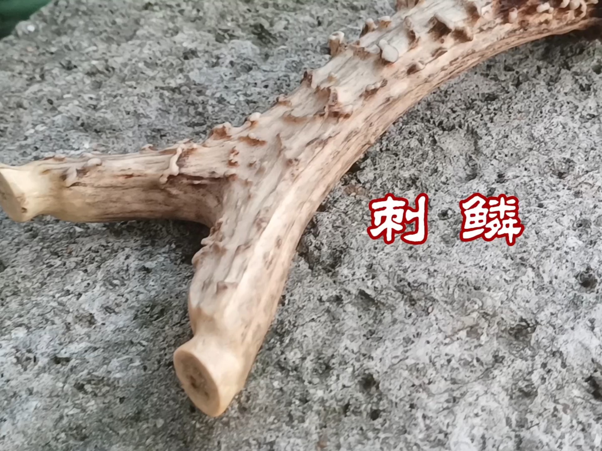 弓友来料定制一把马鹿角的随形弹弓,非常原生态的个性弹弓