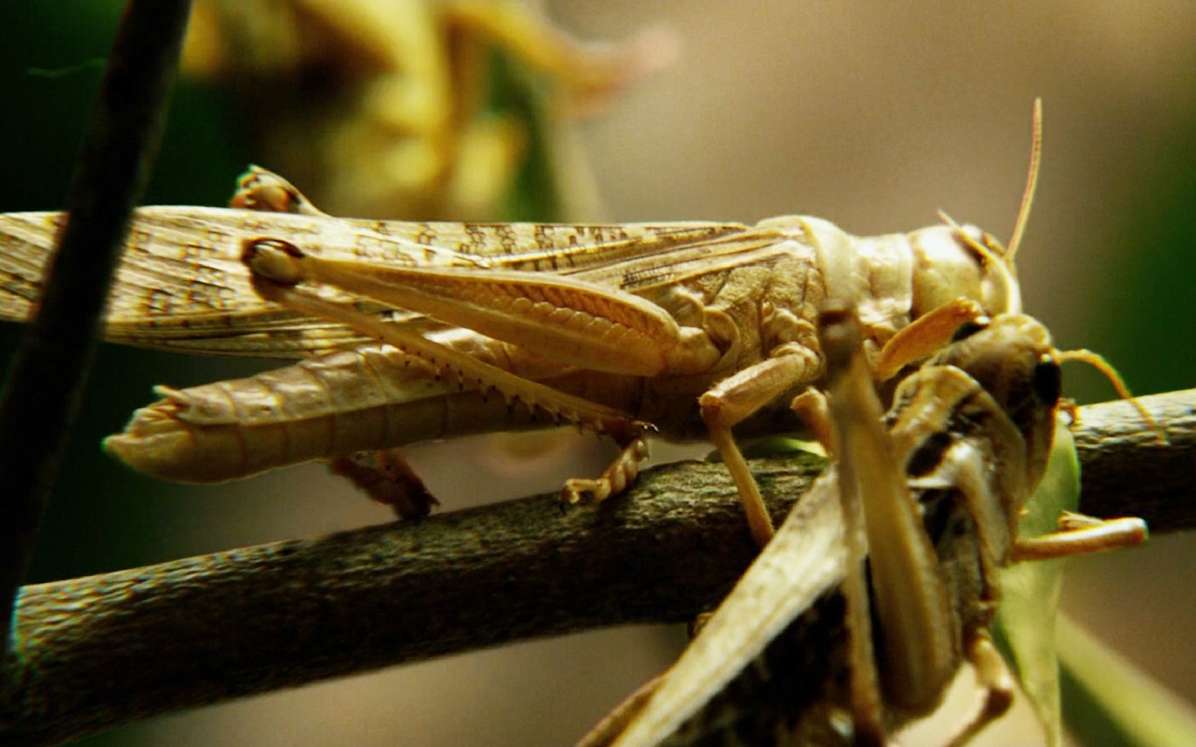 变异蝗虫逃出实验室,植物吃完开始吃肉,最终对人类发起攻击,5分钟看