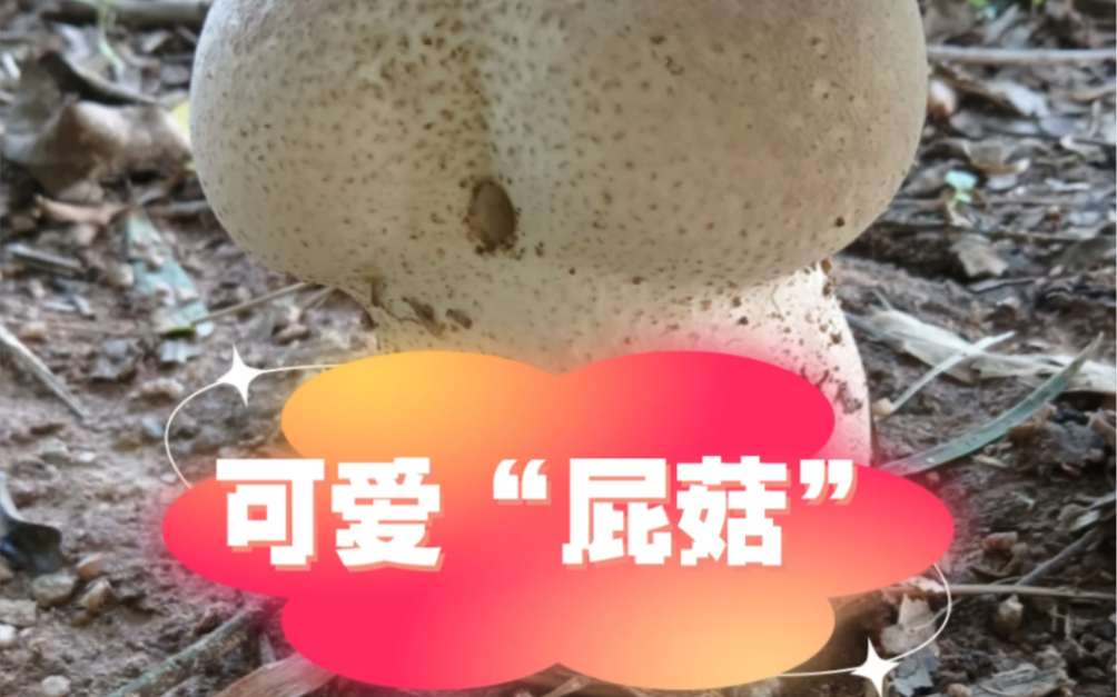 谁能拒绝一个大“屁菇”呢?哔哩哔哩bilibili