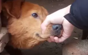 Скачать видео: 当你尝试握住狗嘴时