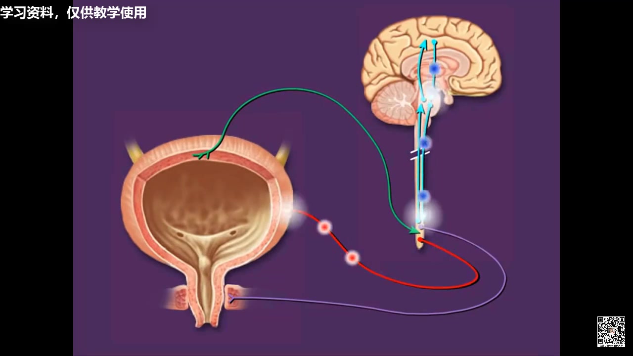 排尿反射0_哔哩哔哩_bilibili