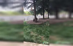 Скачать видео: 熊猫永永一只废熊 不会爬树还敢当熊猫 简直就是熊猫界的耻辱（啊真香）