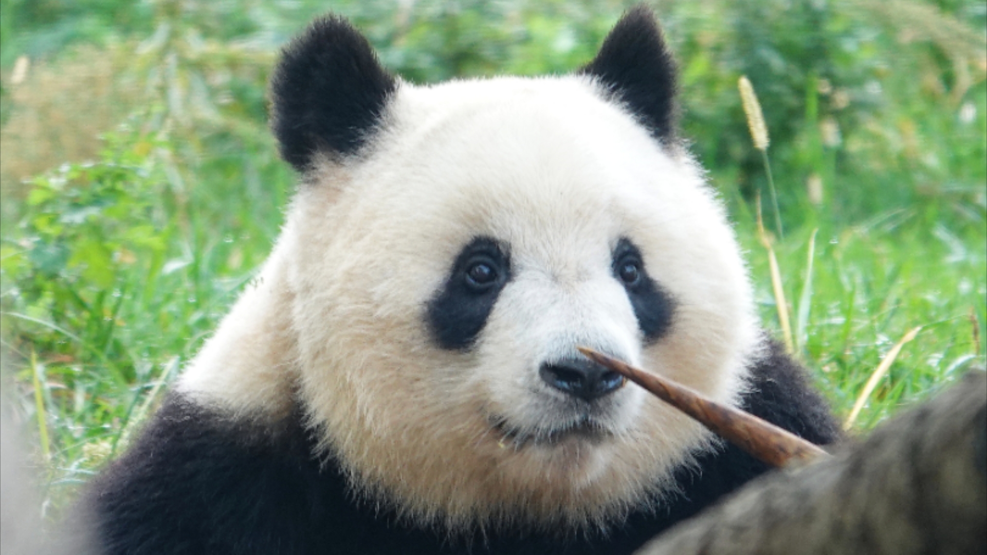 [大熊猫明明]明明出关!今天最大的惊喜就是看到明明啦