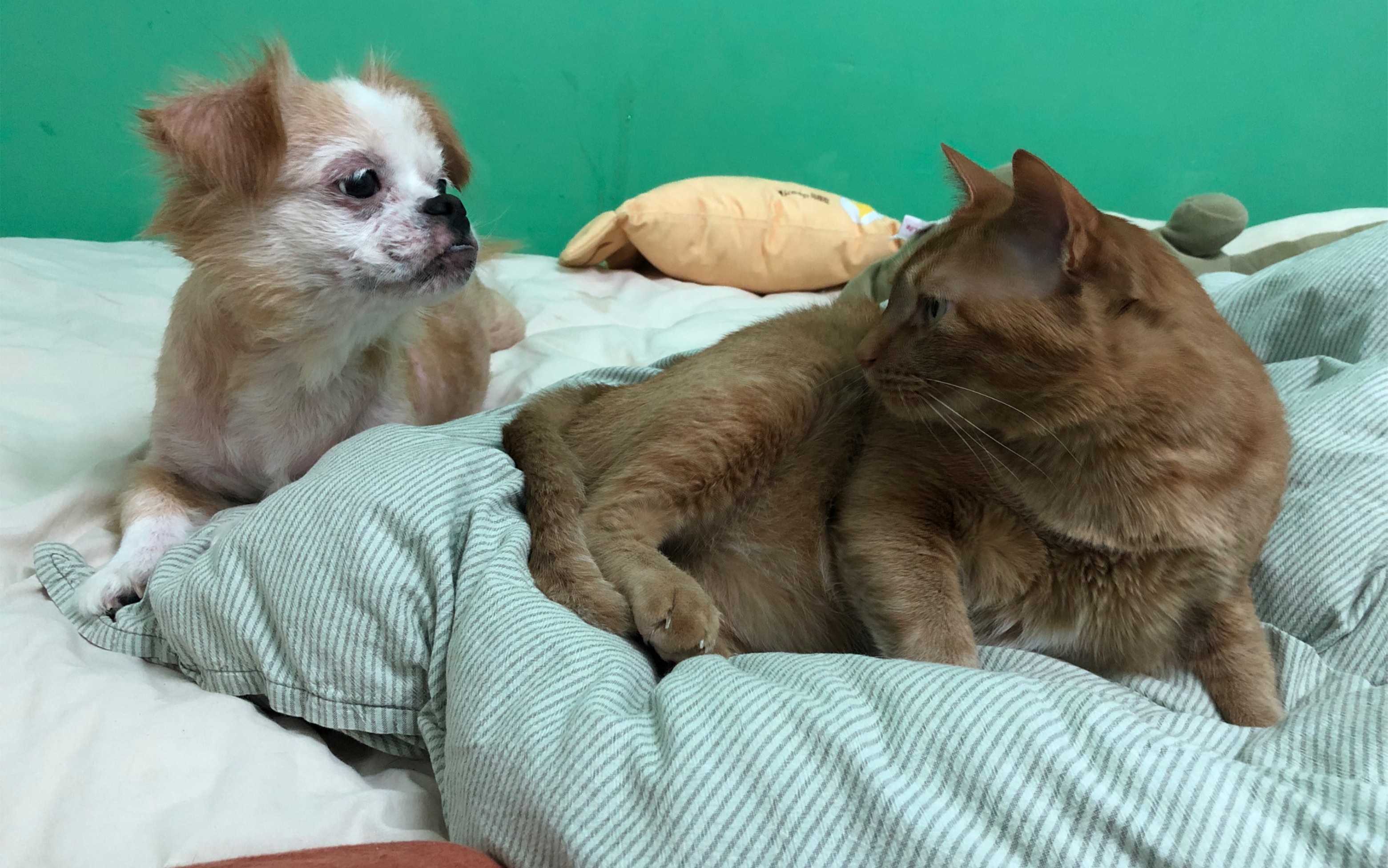 猫与狗._哔哩哔哩_bilibili