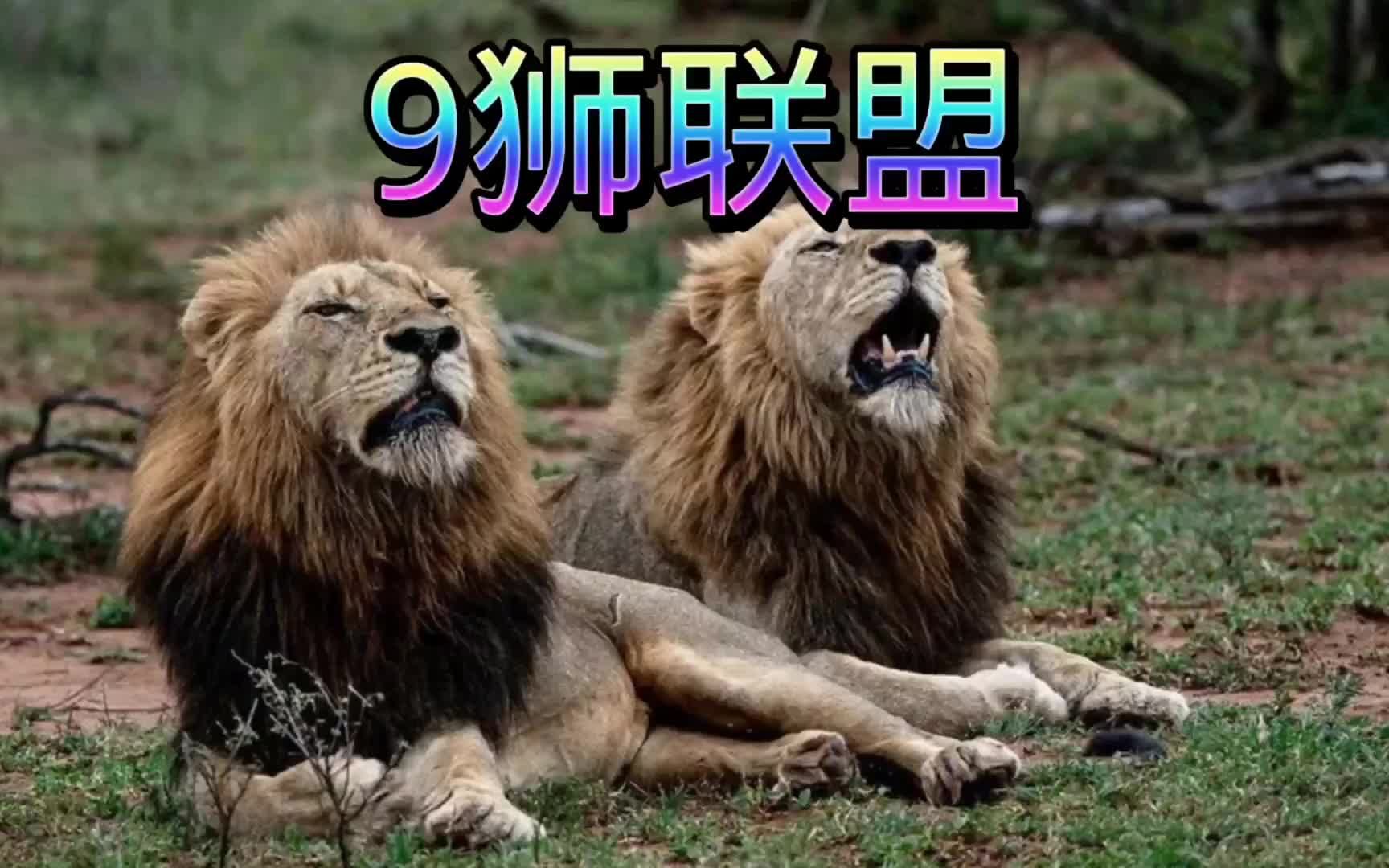 证实了,真是九狮联盟,恩库鲁小曼联被强势关注,上位在既哔哩哔哩bilibili