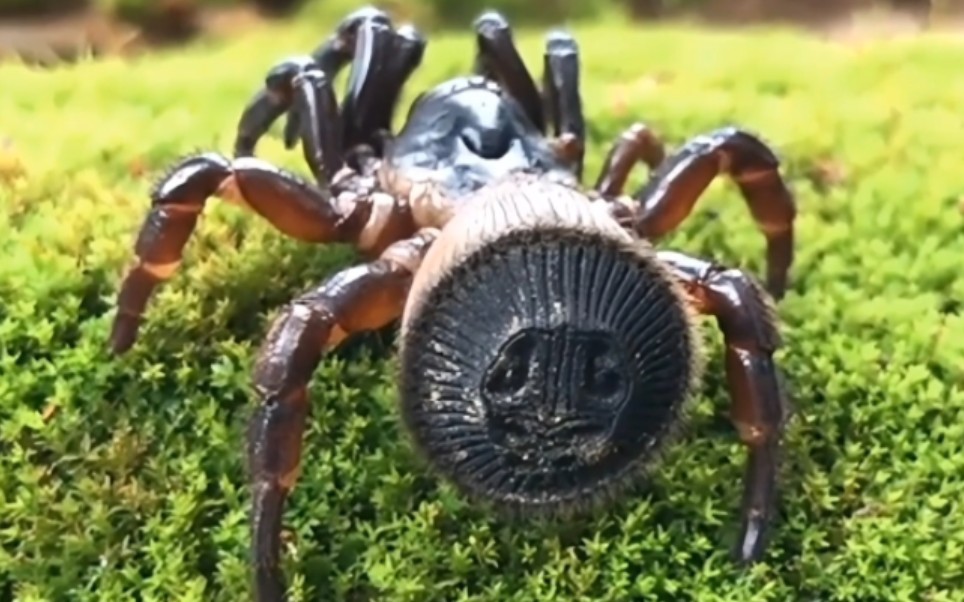 让人毛骨悚然的生物10 里氏盘腹蛛