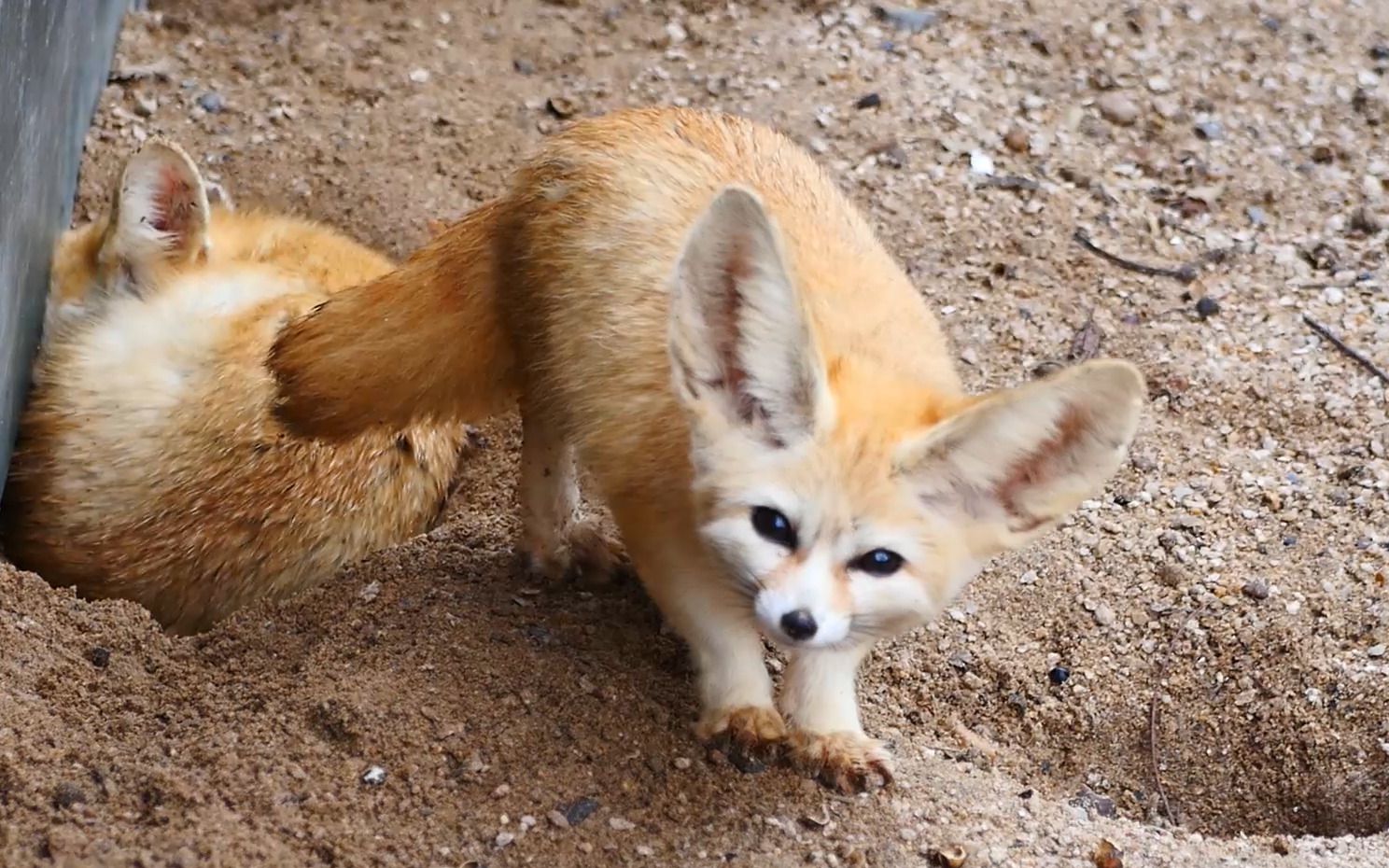 肥嘟嘟的刨土小狐狸【阔耳狐】【耳廓狐】_哔哩哔哩_bilibili