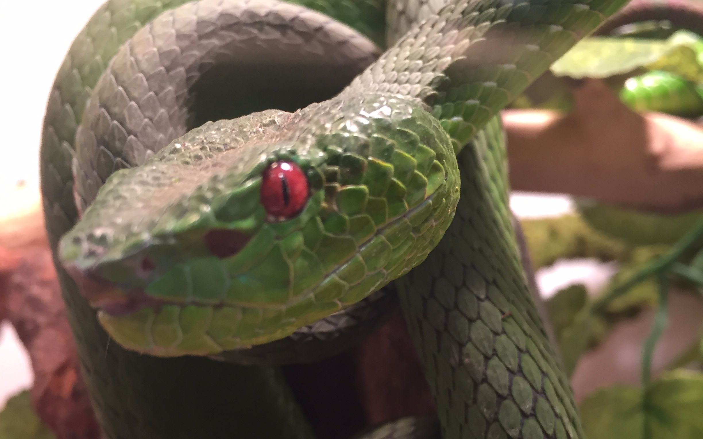 超美坡普竹叶青_哔哩哔哩 (゜-゜)つロ 干杯~-bilibili